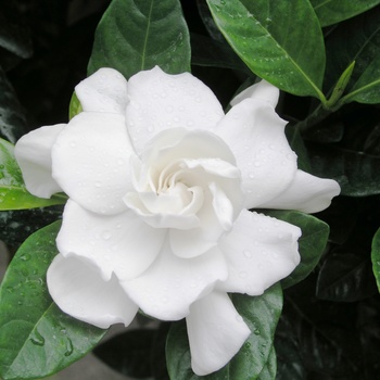 Gardenia jasminoides - Gardenia Braid Tree