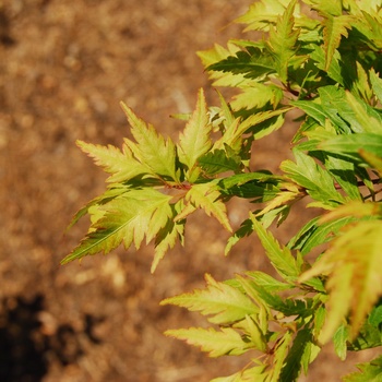 Acer palmatum 'Hagoromo' - Angel's Dress