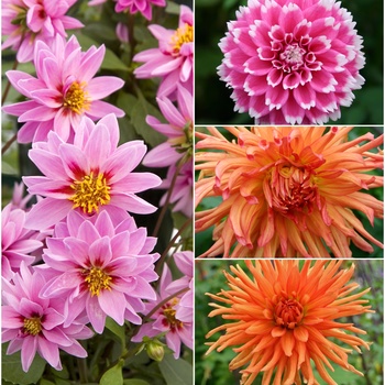Multiple Varieties - Dahlia