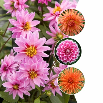 Assorted Varieties - Dahlia