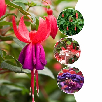 Assorted Varieties - Fuschsia