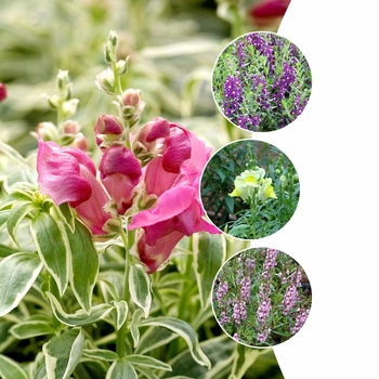 Antirrhinum majus (Assorted Snapdragon) - Assorted Snapdragon