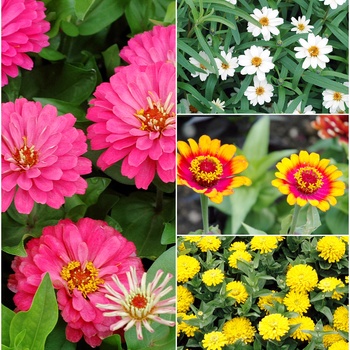 Zinnia multiple varieties - Zinnia