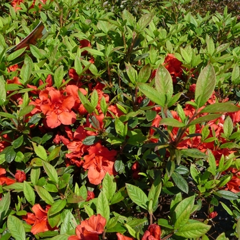 Azalea x 'Autumn Embers&trade; (Conleb)' - Autumn Embers&trade; Encore Azalea