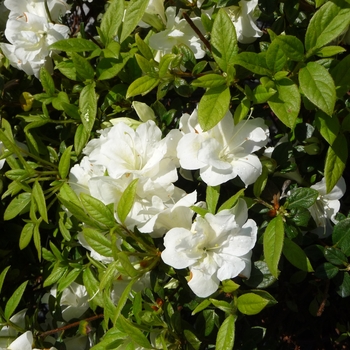 Rhododendron hybrid - Encore&reg; Autumn Moonlight&reg;