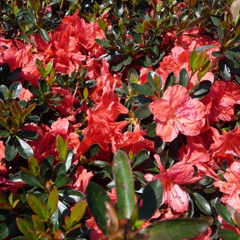 Rhododendron 'Girard Fashion' - Fashion Azalea