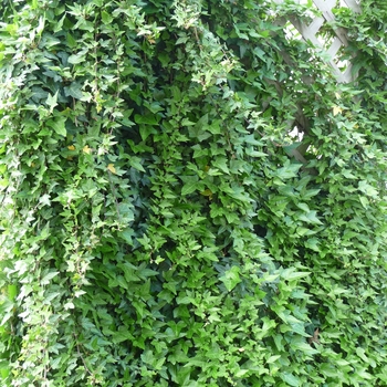 Hedera helix - English Ivy