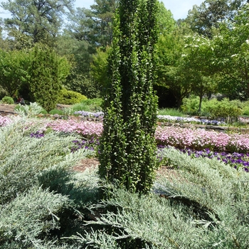 Ilex crenata - 'Sky Pencil' Japanese Holly