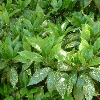 Aucuba japonica 'Gold Dust' - Gold Dust Aucuba