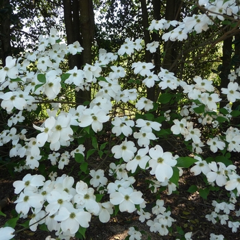 Cornus - Flowering Dogwood