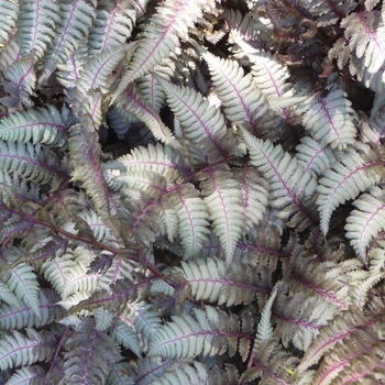 Athyrium niponicum 'Pictum' - Japanese Painted Fern
