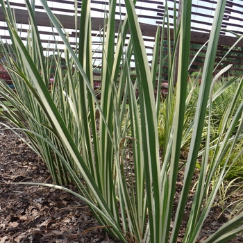 Acorus calamus - 'Variegatus' Sweet Flag