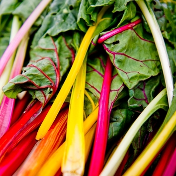 Swiss Chard 'Rainbow Culinary Couture™ ' - Rainbow Culinary Couture™ Swiss Chard