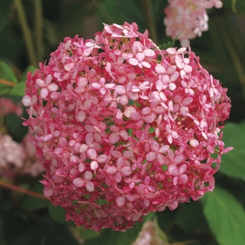 Hydrangea arborescens - Invincibelle® Spirit