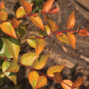 Abelia x grandiflora 'Rika1' PP20568 - Color Choice® Bronze Anniversary®