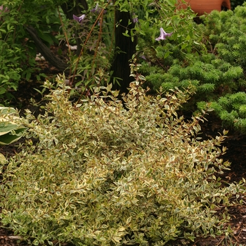 Abelia - Golden Anniversary&trade; 