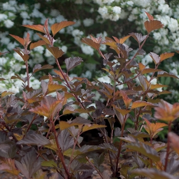 Physocarpus opulifolius 'Coppertina' - Coppertina&trade; 