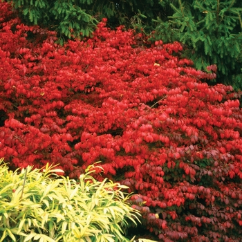 Burning Bush - Fire Ball&reg;