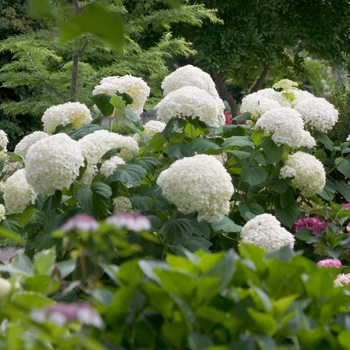 Hydrangea arborescens - Incrediball® Smooth Hydrangea