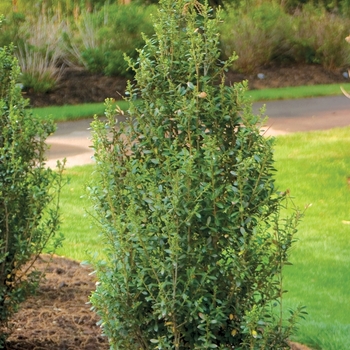 Ilex crenata 'Sky Box' - Japanese Holly 