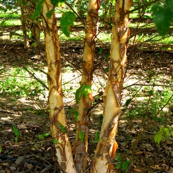 Betula nigra 'Dura Heat&reg;' - Dura Heat &reg;Birch Tree