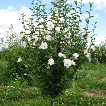 Hibiscus syriacus - Rose of Sharon