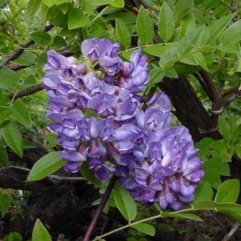 Wistera frutescens 'Amethyst Falls' - Amethyst Falls Wisteria