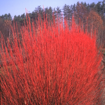 Cornus sericea, Cardinal - Cardinal Red-Osier Dogwood