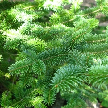 Abies balsamea var. phanerolepis (Canaan Fir) - Canaan Fir