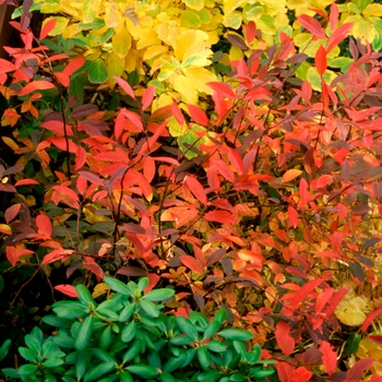 Ites virginica - Henry's Garnet