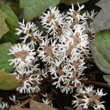 Pachysandra terminalis - Japanese Spurge