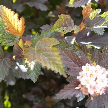 Physocarpus opulifolius 'Center Glow' - Ninebark