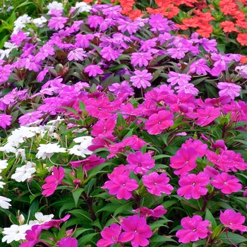 IMPATIENS for the SUN - SunPatiens&reg; Collection