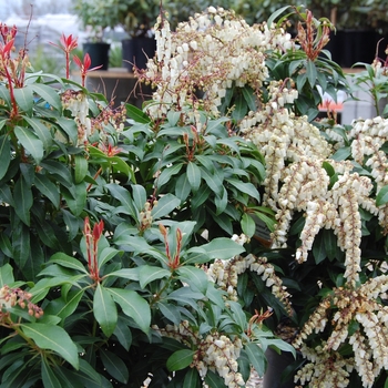 Pieris japonica 'Mountain Fire' - Mountain Fire Pieris