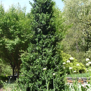 Buxus - 'Green Mountain' Boxwood