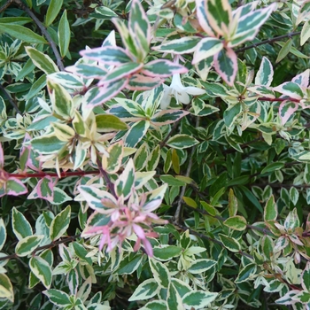 Abelia x grandiflora ''Conti'' (Glossy Abelia) - Confetti® Glossy Abelia