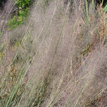 Muhlenbergia capillaris - Pink Muhly Grass