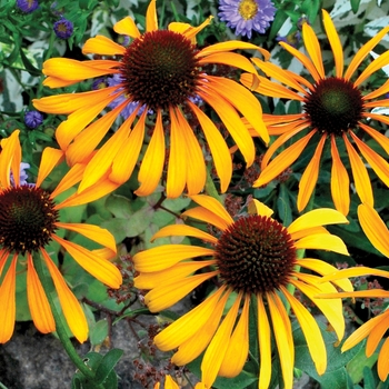 Echinacea 'Phoenix' - Coneflower