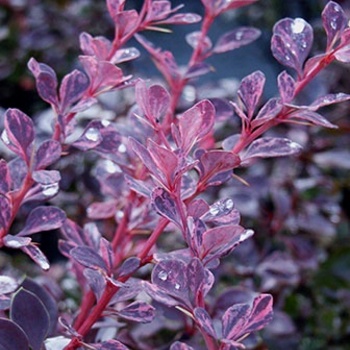 Berberis thunbergii 'Rosy Glow' - Japanese Barberry