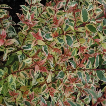 Abelia x ''Mardi Gras'' - Mardi Gras Abelia