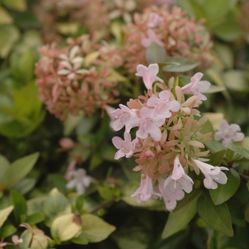 Abelia x 'Canyon Creek' - Canyon Creek Glossy Abelia