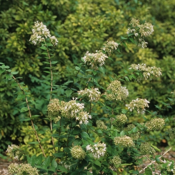 Abelia chinensis - Chinese Abelia