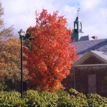 Acer saccharum - 'Bonfire™' Sugar Maple