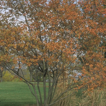 Autumn Brilliance - Serviceberry