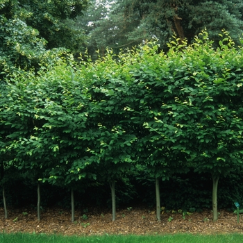 Carpinus betulus - 'Fastigiata' Common Hornbeam