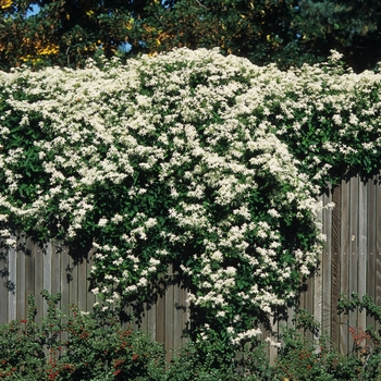 Clematis paniculata (Sweet Autumn Clematis) - Sweet Autumn Clematis