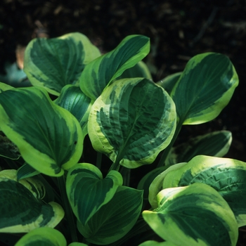 Hosta - 'Austin Dickinson' Hosta, Plantain Lily