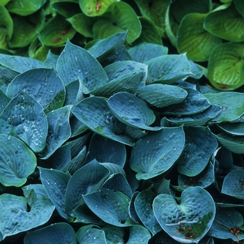 Hosta 'Blue Moon' - Hosta