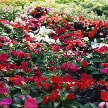  - New Guinea Impatiens - Variety of Colors