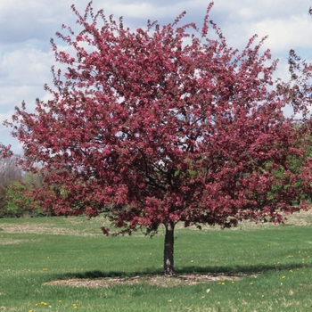 Malus x moerlandsii - 'Profusion'